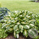 Hosta 'Vulcan' GM P9