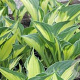Hosta 'Whirlwind' GM P9