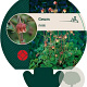 Geum rivale GM P9