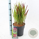 Imperata "Red Baron" 50-70 cm 6,5L