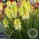 Kniphofia 'Citron' GM P9