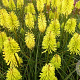 Kniphofia 'Dorset Sentry' GM P9