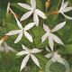 Gillenia trifoliata GM P9