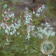 Gillenia trifoliata GM P9