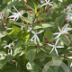 Gillenia trifoliata GM P9