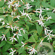 Gillenia trifoliata GM P9