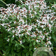 Gillenia trifoliata GM P9