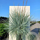 Leymus arenarius 'Blue Dune' GM P9