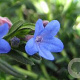 Lithodora diffusa GM P9