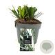 Liriope muscari 'Monroe White' GM 2,0L