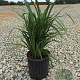 Liriope muscari 'Super Blue' GM P9