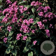 Lunaria annua GM P9