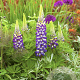 Lupinus Lupinova Cierra GM  P11