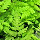 Gymnocarpium dryopteris 'Plumosum' GM P9