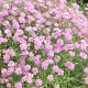 Gypsophila pacifica GM P9