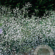 Gypsophila paniculata GM P9