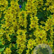 Lysimachia punctata 'Hometown Hero' GM P9