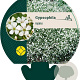 Gypsophila repens GM P9