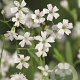 Gypsophila repens 'Alba' GM P9