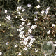 Gypsophila repens 'Alba' GM P9