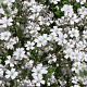 Gypsophila repens 'Alba' GM P9