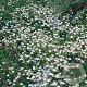 Gypsophila repens 'Alba' GM P9