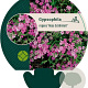 Gypsophila repens 'Rosa Schönheit' GM P9