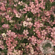Gypsophila repens 'Rosa Schönheit' GM P9