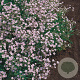 Gypsophila repens 'Rosea' GM P9