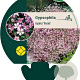 Gypsophila repens 'Rosea' GM P9