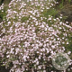 Gypsophila repens 'Rosea' GM P9