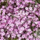 Gypsophila repens 'Rosea' GM P9