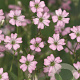 Gypsophila repens 'Rosea' GM P9