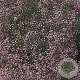 Gypsophila 'Rosenschleier' GM P9