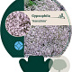 Gypsophila 'Rosenschleier' GM P9