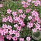 Gypsophila 'Rosenschleier' GM P9