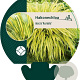Hakonechloa macra 'Aureola' GM P9