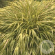 Hakonechloa macra 'Aureola' GM P9