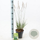 Molinia caerulea 'Moorhexe' 40-70 cm 2,0L