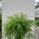 Hakonechloa macra 'Nicolas' GM P9