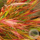 Hakonechloa macra 'Nicolas' GM P9