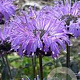 Monarda 'Blue Moon' GM P9