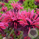 Monarda 'Feuerschopf' GM P9