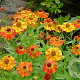 Helenium 'chepperfield' GM P9
