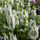Nepeta nervosa 'Nevita White' GM P9