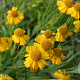 Helenium aut. 'Pumilum Magnificum' GM P9