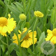 Helenium aut. 'Pumilum Magnificum' GM P9