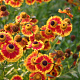 Helenium 'Biedermeier' GM P9