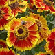 Helenium 'Biedermeier' GM P9