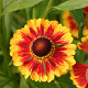 Helenium 'Biedermeier' GM P9